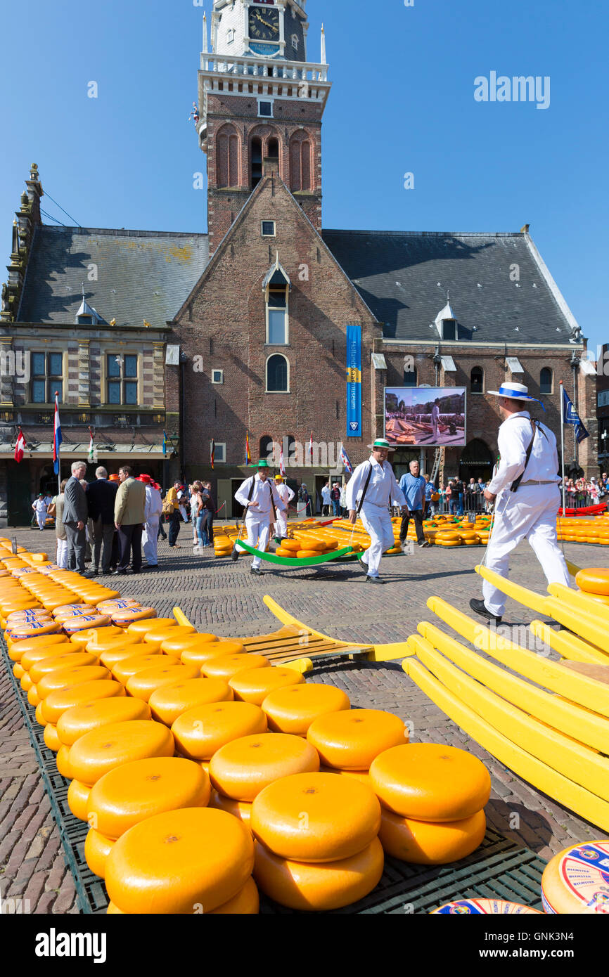 Porteurs / Roues / transporteurs transportant des séries de Gouda en civière à Waagplein Square, le marché aux fromages d'Alkmaar, l'Netherl Banque D'Images