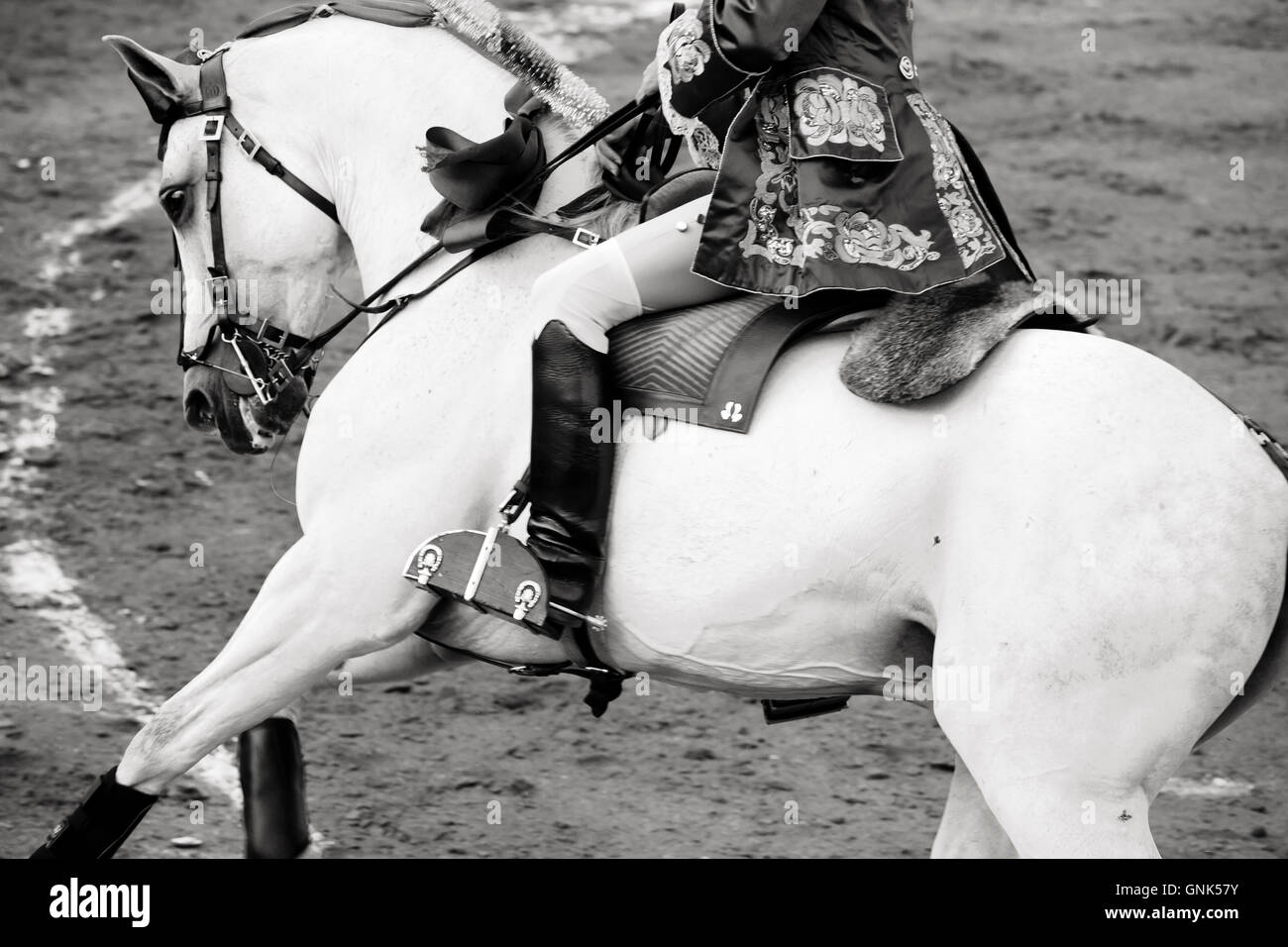 Beau cheval blanc dans les arènes corrida en Espagne, noir et Banque D'Images