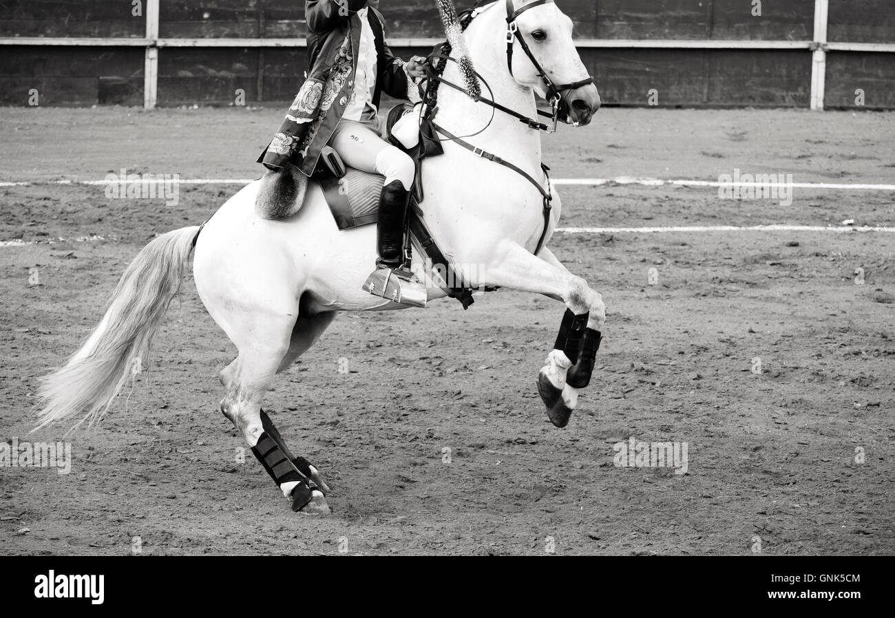 Beau cheval blanc dans les arènes corrida en Espagne, noir et Banque D'Images