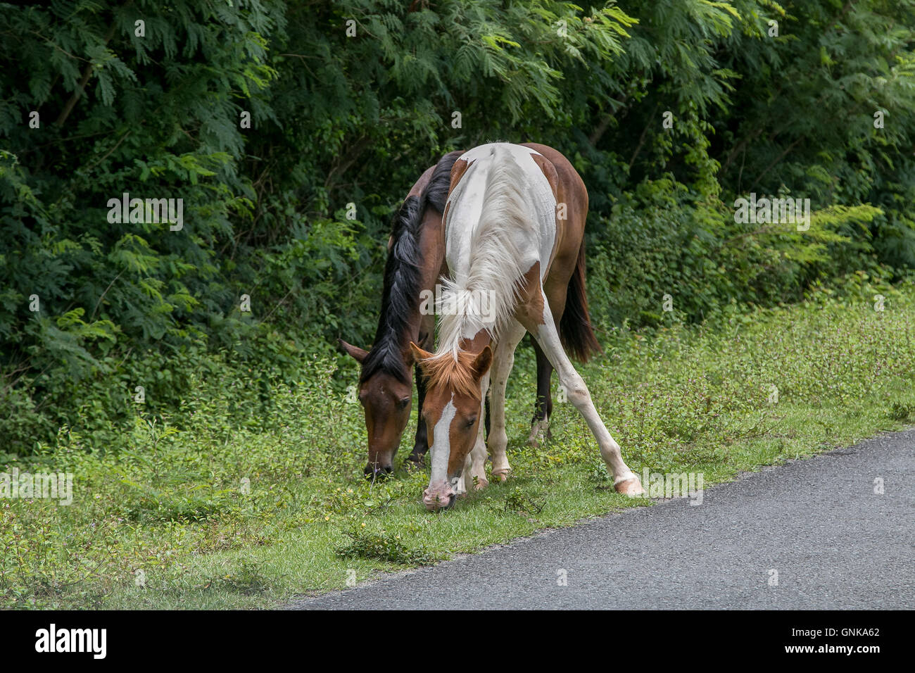 Deux chevaux qui broutent à proximité d'une route sur l'île de Vieques Banque D'Images