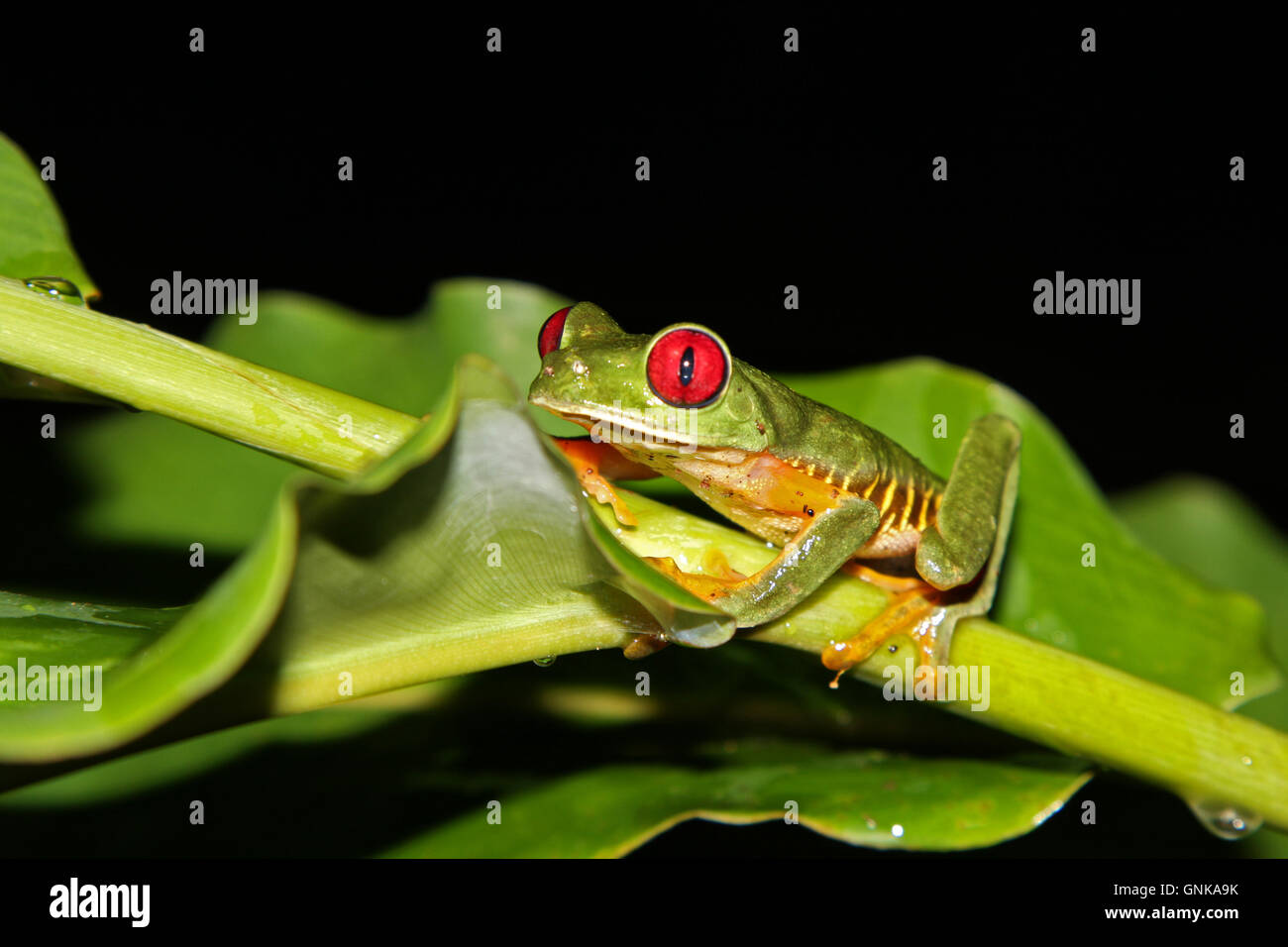 Une grenouille arboricole aux yeux rouges (agalychnis callidryas] la nuit. Costa Rica. Banque D'Images