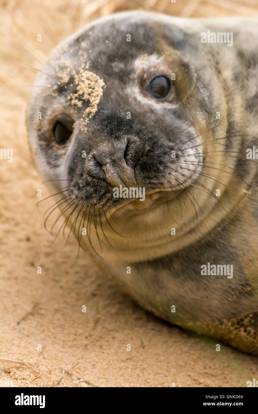 Phoque gris, Halichoerus grypus, pup sur plage, Horsey Gap, Norfolk, England, UK Banque D'Images