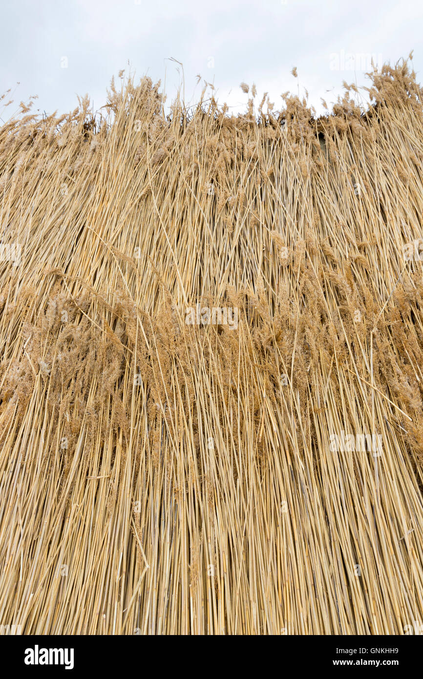 Moyettes de roseaux / rushes pour un nouveau toit de chaume sur la méthode traditionnelle chaumière à l'île de Fano, Danemark Banque D'Images