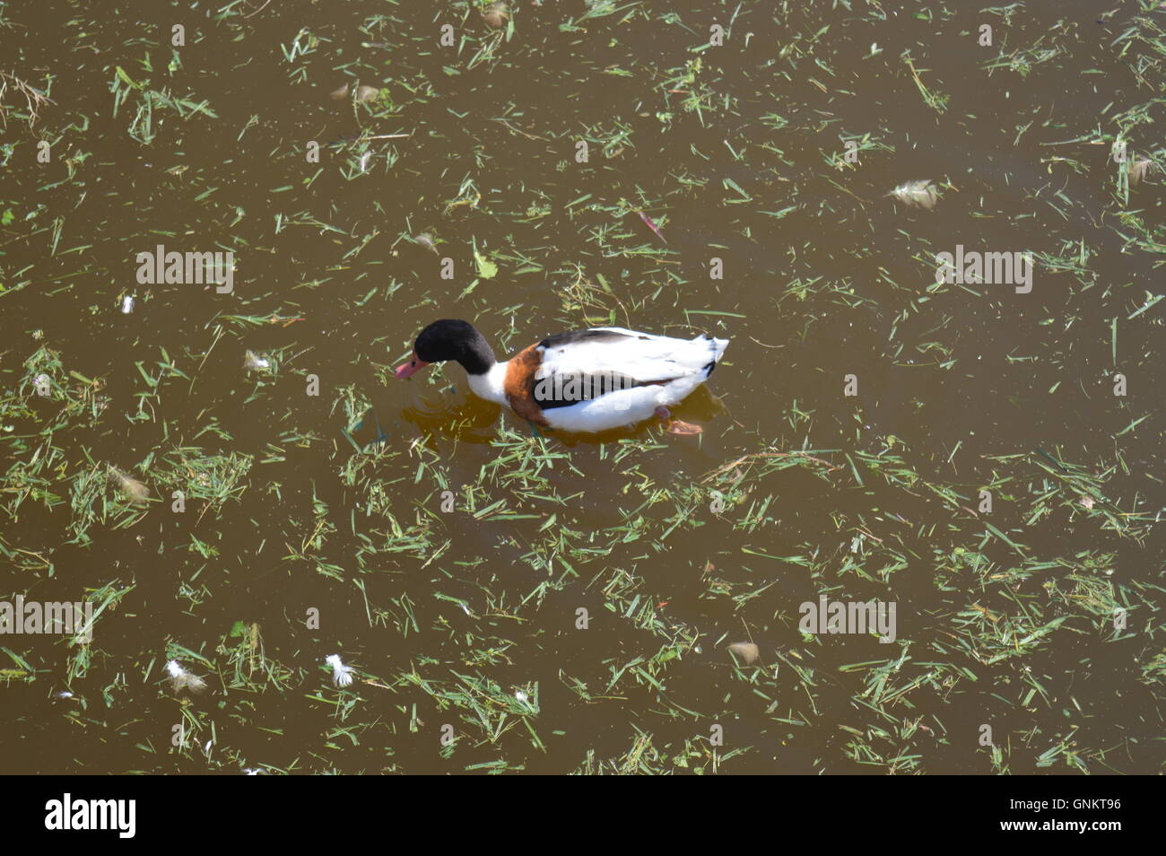 Un canard sauvage la natation dans un lac Banque D'Images