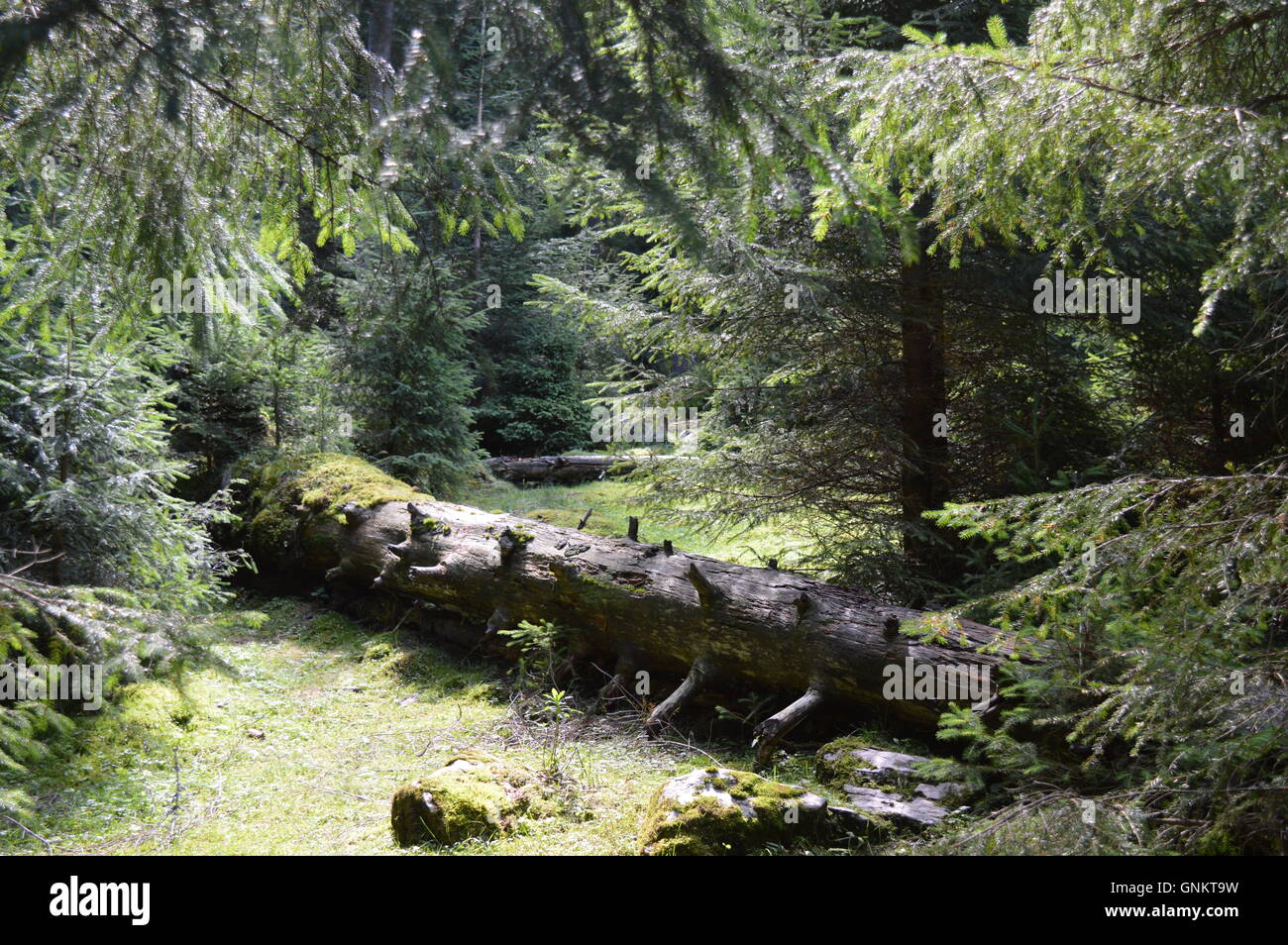 Arbre tombé dans une forêt de pins Banque D'Images