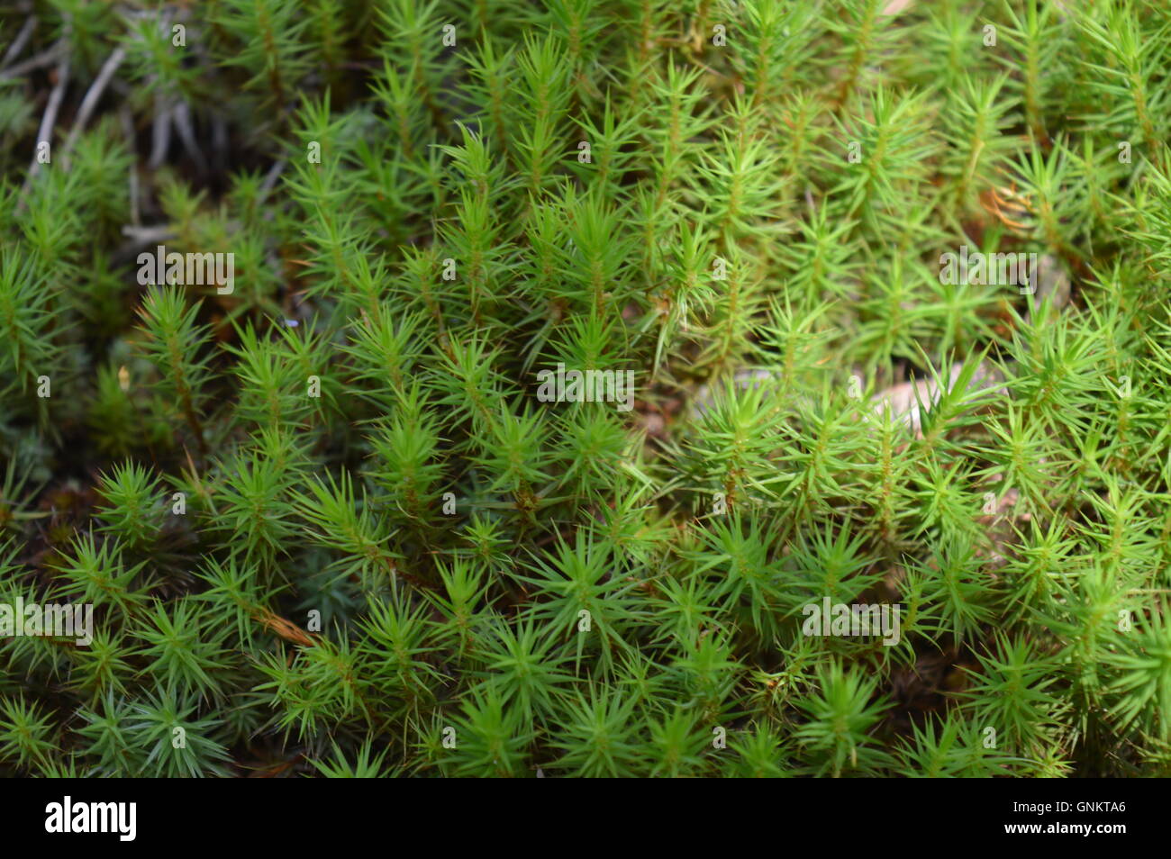 Mousse verte couvrant le sol forestier Banque D'Images