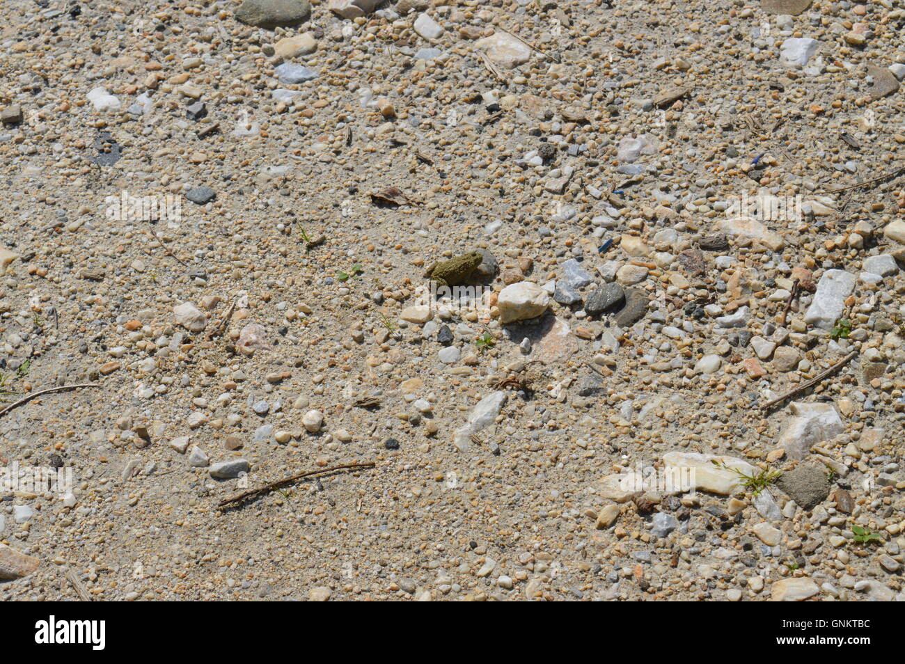 Une petite grenouille dans les rochers Banque D'Images