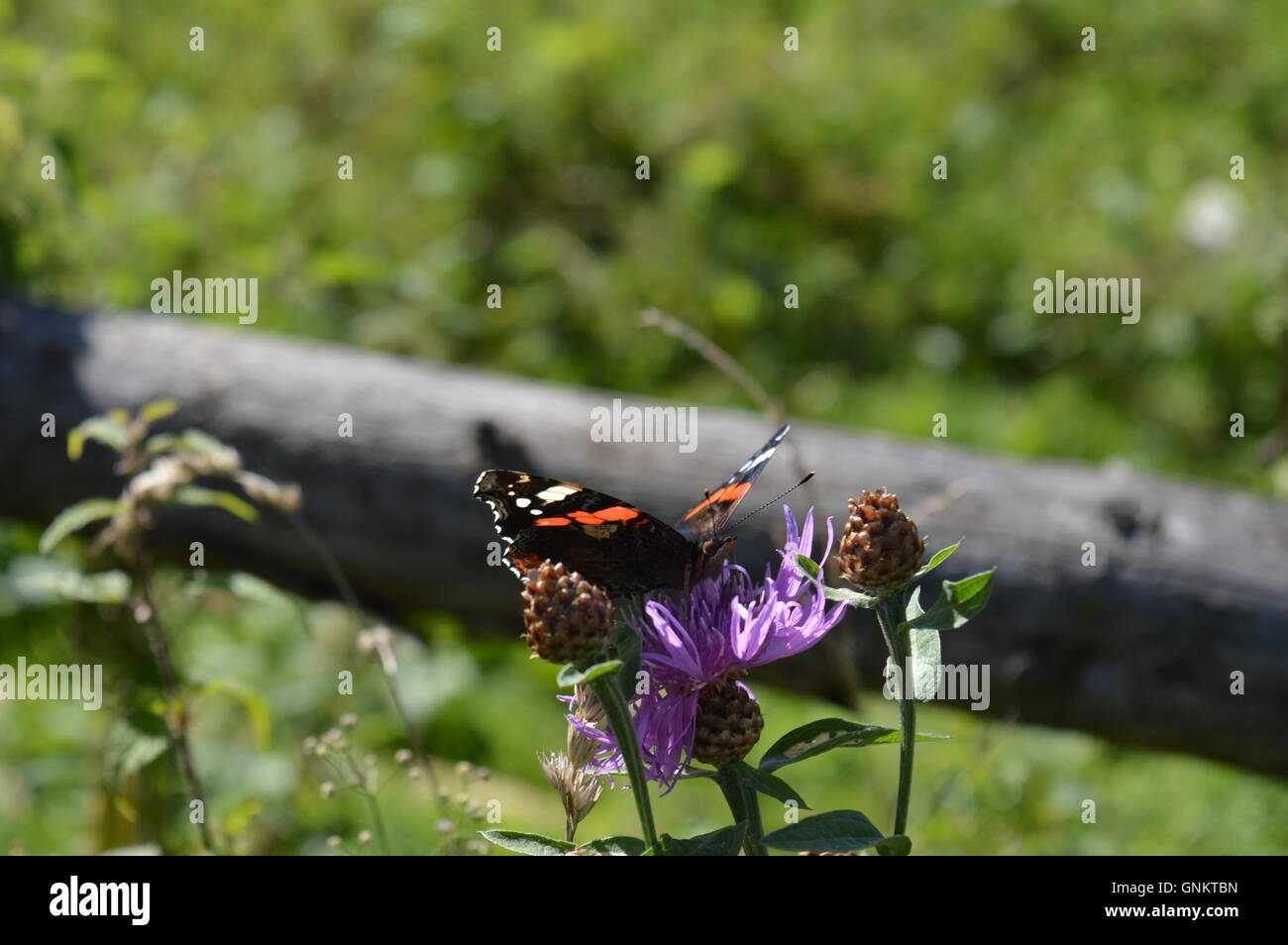 Close up of a black papillon sur une fleur sauvage Banque D'Images