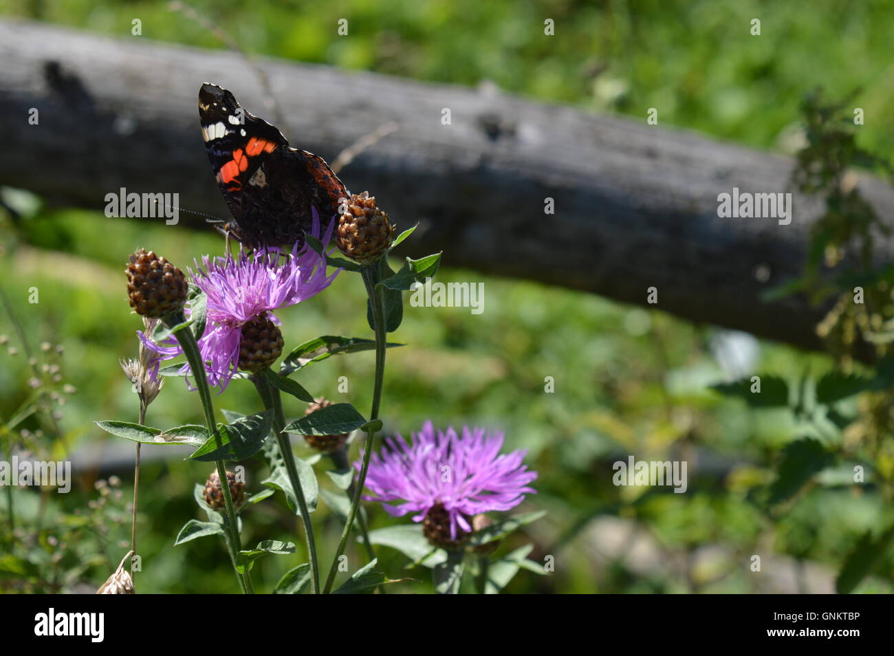 Close up of a black papillon sur une fleur Banque D'Images