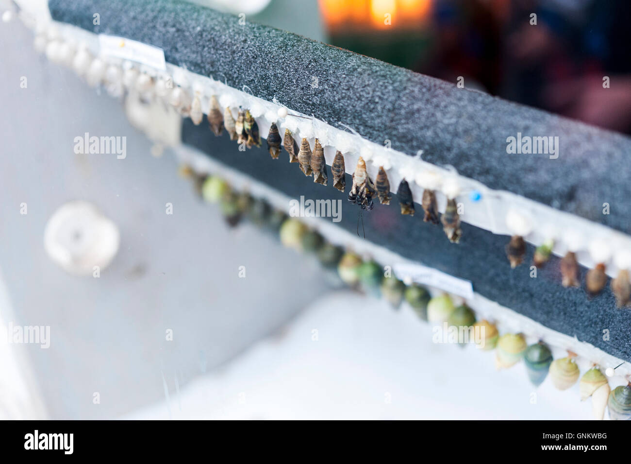 Chrysalide papillon en ligne. Banque D'Images