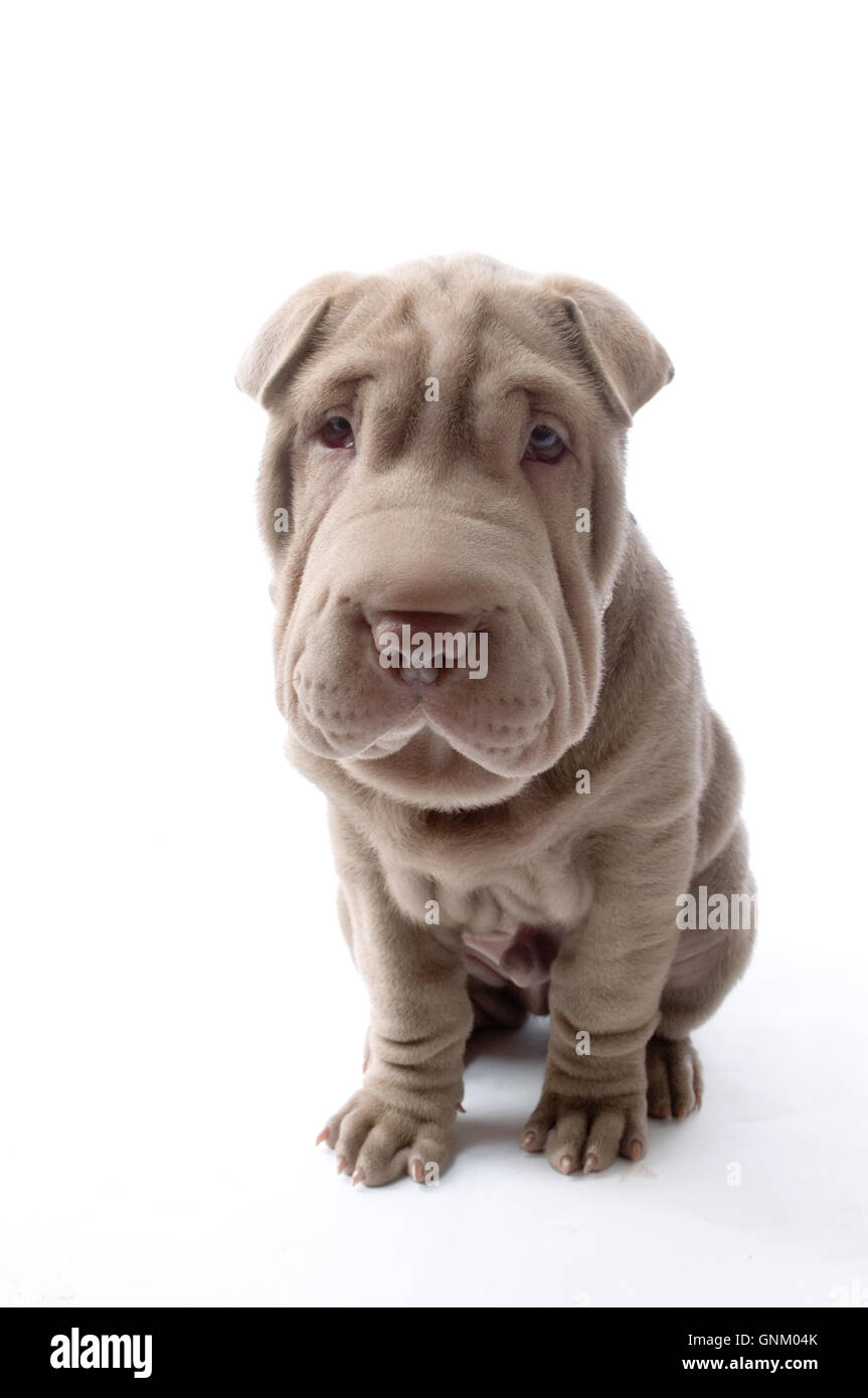 Chinese Shar Pei puppy dog rides rides plissées chiots chiens peau ridée baggy chair double plis de cute Shar-Pei b race Banque D'Images