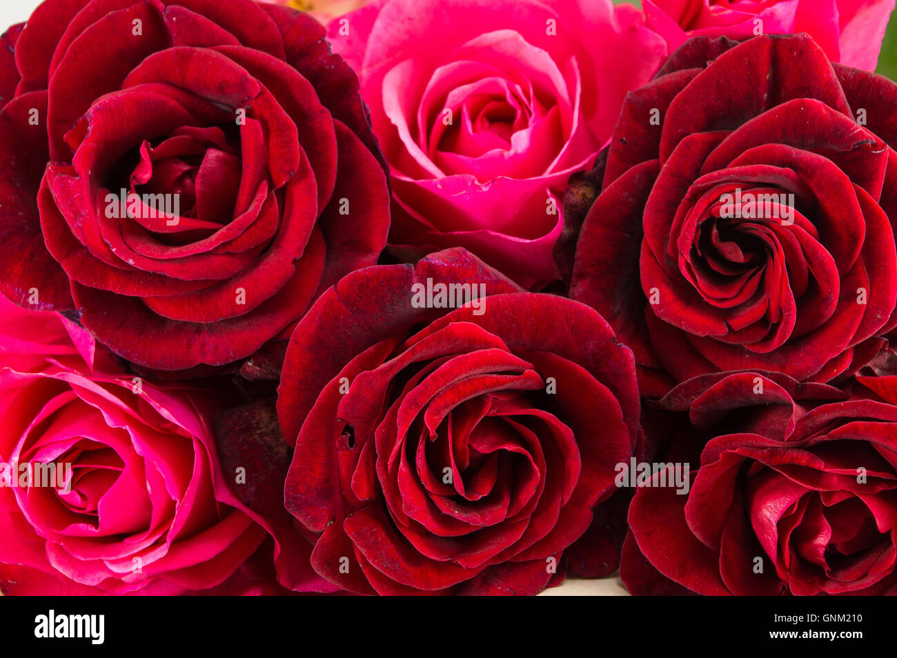 Bouquet de roses rouges. Preasent romantique Banque D'Images