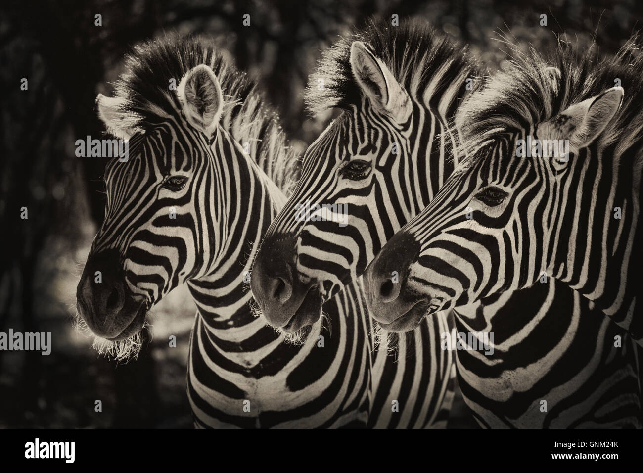 Trois Zebra head and shoulders Banque D'Images