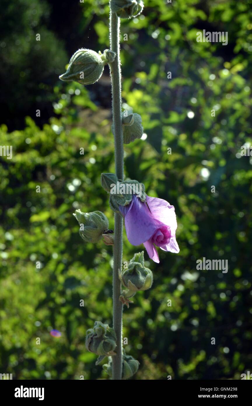 Beau jardin,fleurs fleur fond d'été Banque D'Images