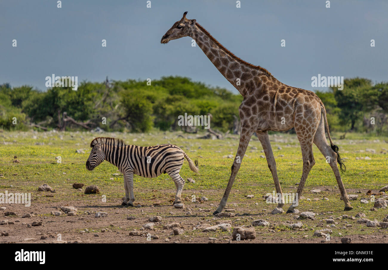 Girafe et zèbre, Etosha National Park, Namibie, Afrique Banque D'Images