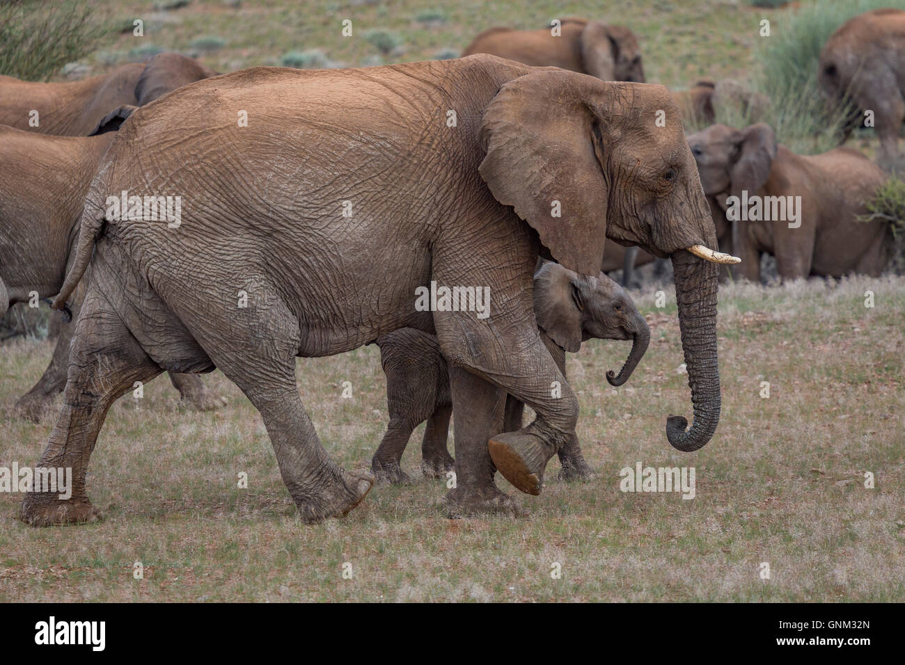 Les éléphants, Etosha National Park, Namibie, Afrique Banque D'Images