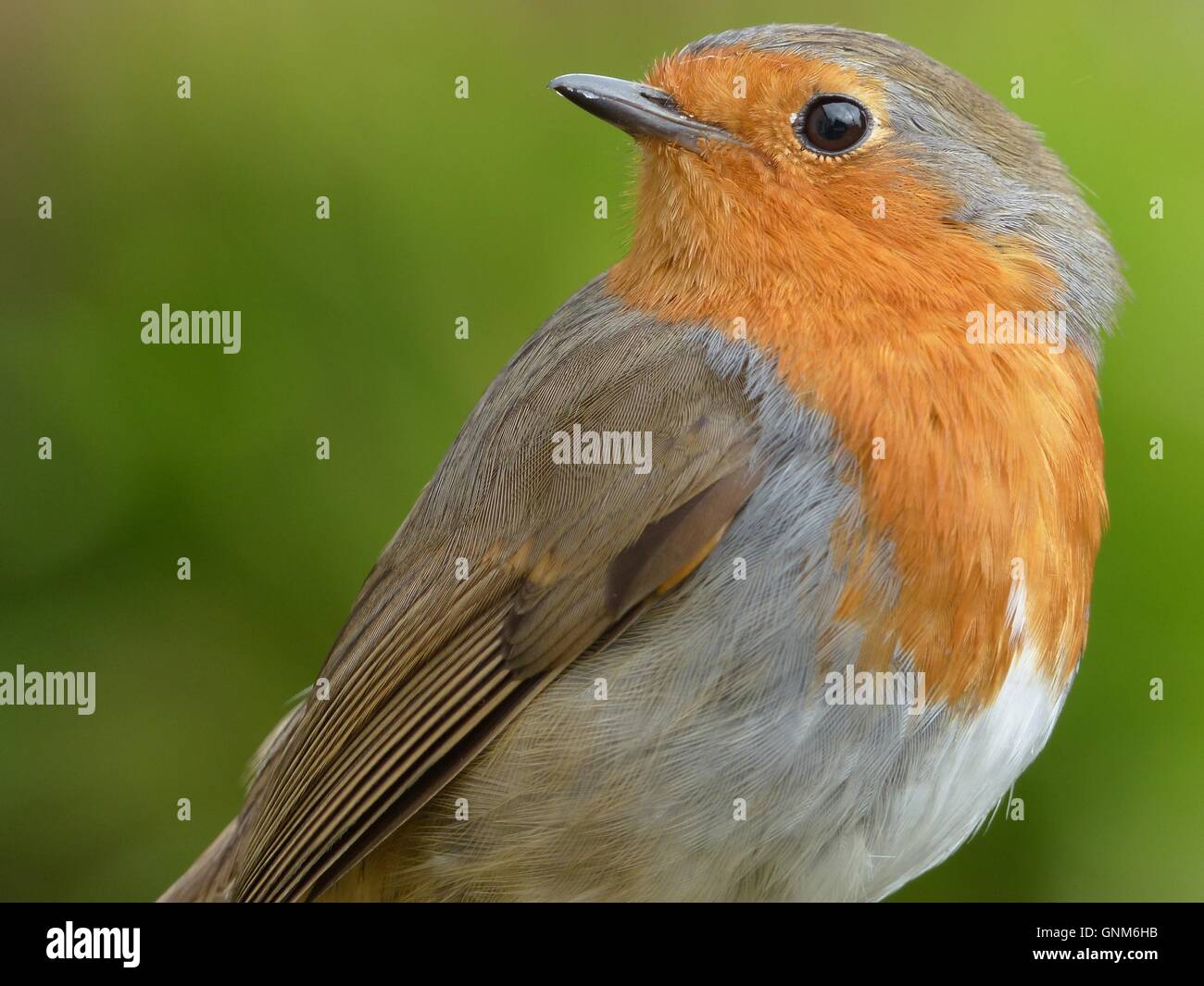 Robin Banque D'Images