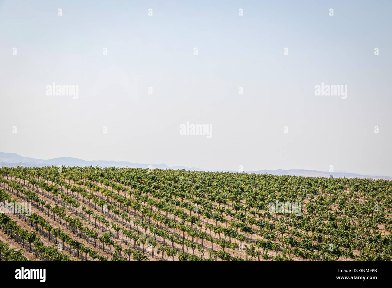 Grapes growing in San Luis Obispo Banque D'Images