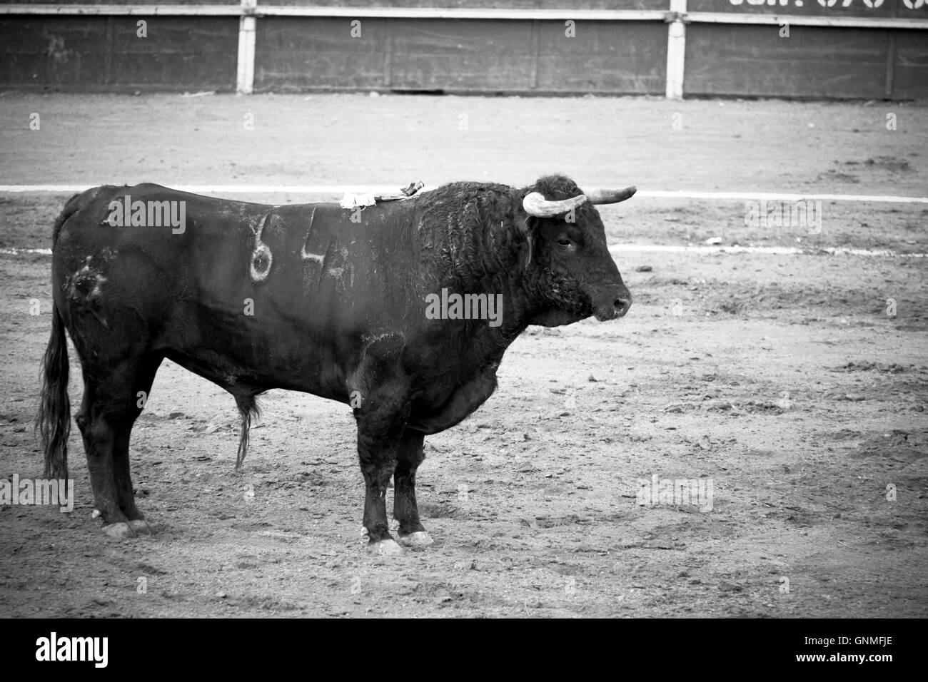 L'Espagnol bull dans les arènes de corrida espagnole Banque D'Images