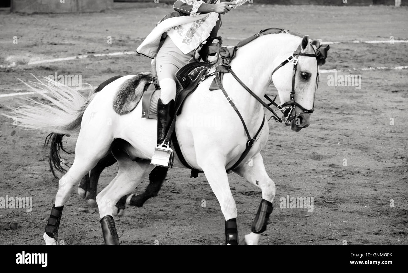 Beau cheval blanc dans les arènes corrida en Espagne Banque D'Images