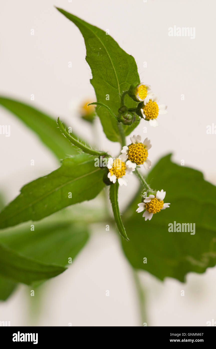 Galinsoga fleurs sur un fond clair, Close up Banque D'Images