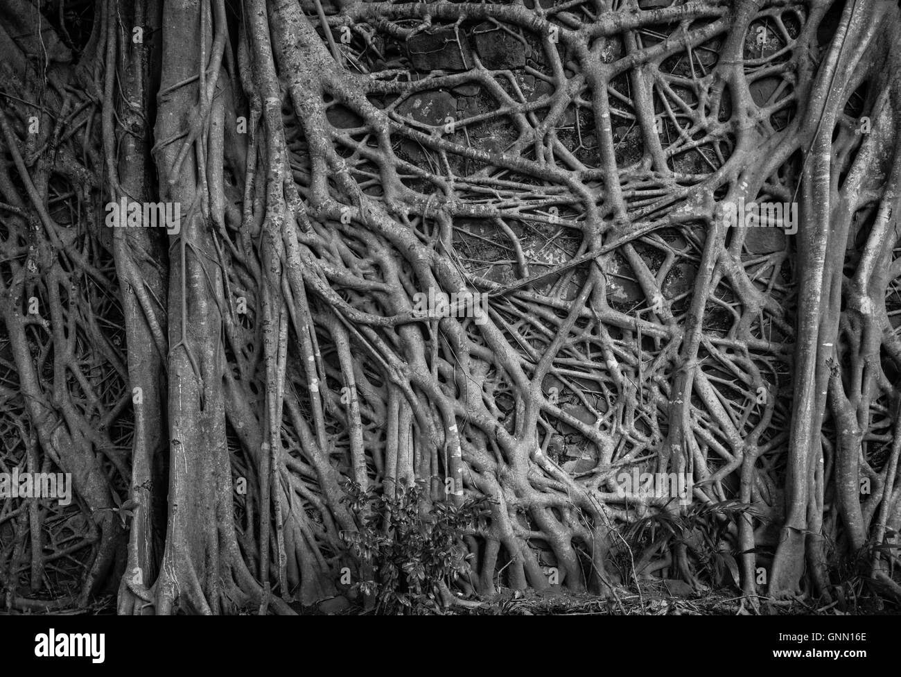 Le fort des esclaves reste dans les îles Banana, Sierra Leone, Afrique Banque D'Images