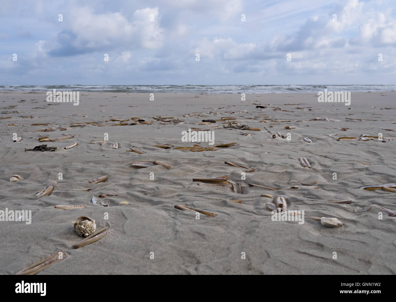 Jacknife ou couteau on beach Banque D'Images