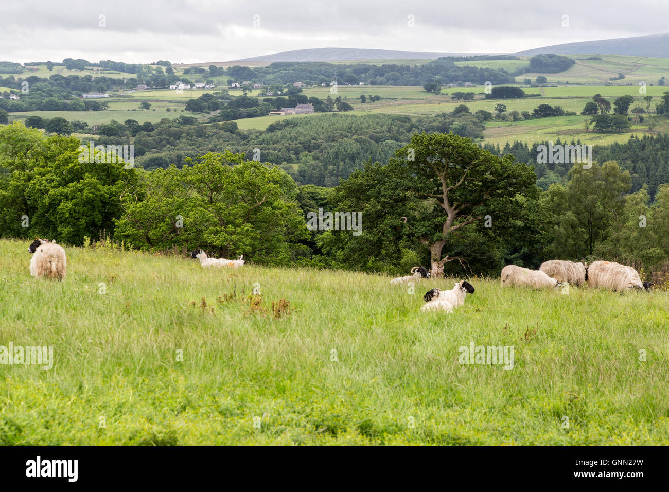 Cumbria, Angleterre, Royaume-Uni. Des moutons paissant le long mur d'Hadrien, sentier, campagne dans l'arrière-plan. Banque D'Images