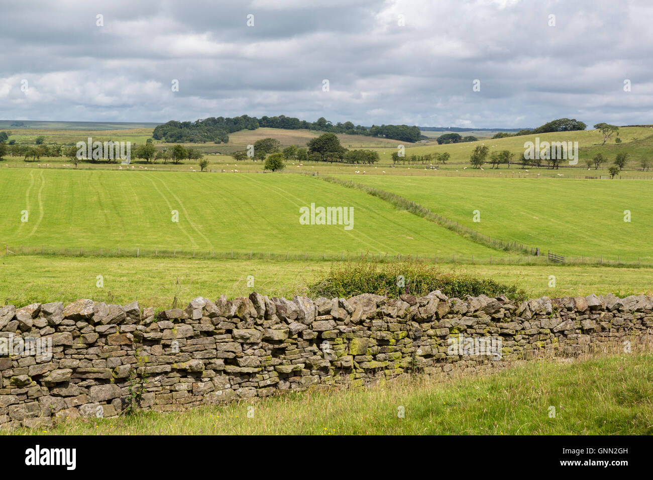 Cumbria, Angleterre, Royaume-Uni. La construction de murs en pierre moderne délimitant les champs des agriculteurs le long mur d'Hadrien, sentier pédestre. Banque D'Images