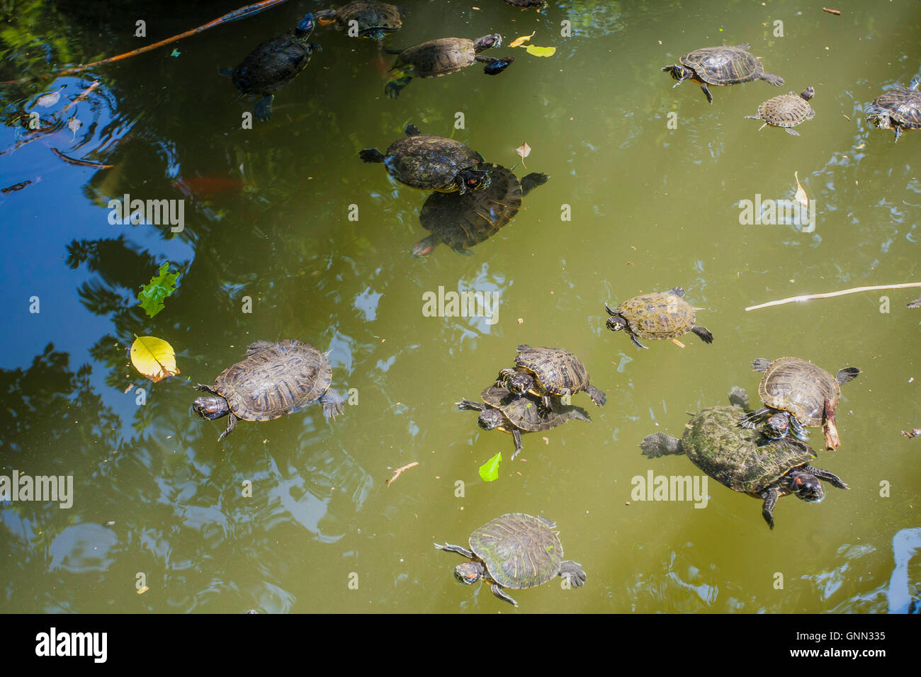 Les tortues à oreilles rouges dans le lac (Red-eared slider - Trachemys scripta elegans), Jardin National parc public dans le centre d'Athènes, Banque D'Images