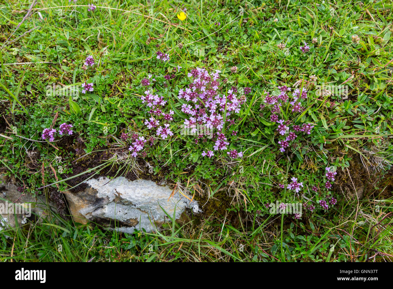 Northumberland, England, UK. Thym rampant et de Lichen le long mur d'Hadrien (Sentier Pennine Way). Banque D'Images