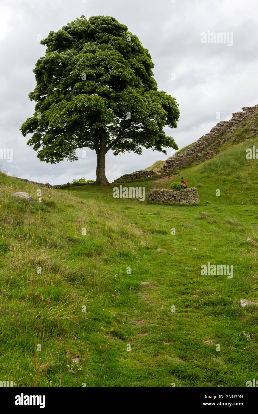 Northumberland, Angleterre, Royaume-Uni. Sycamore Gap on Hadrien's Wall (Pennine Way) sentier comme le Sycamore est apparu en 2016. Banque D'Images