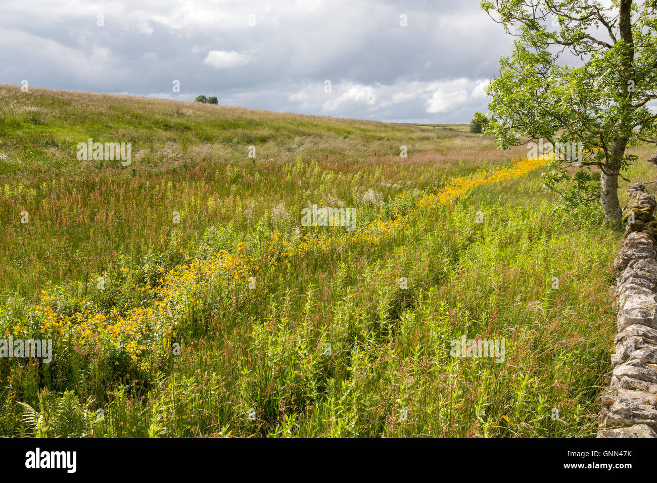 Northumberland, England, UK. Fleurs sauvages dans les champs autour de Brocolitia Temple Mithraïque (Carrawburgh Temple de Mithra). Banque D'Images