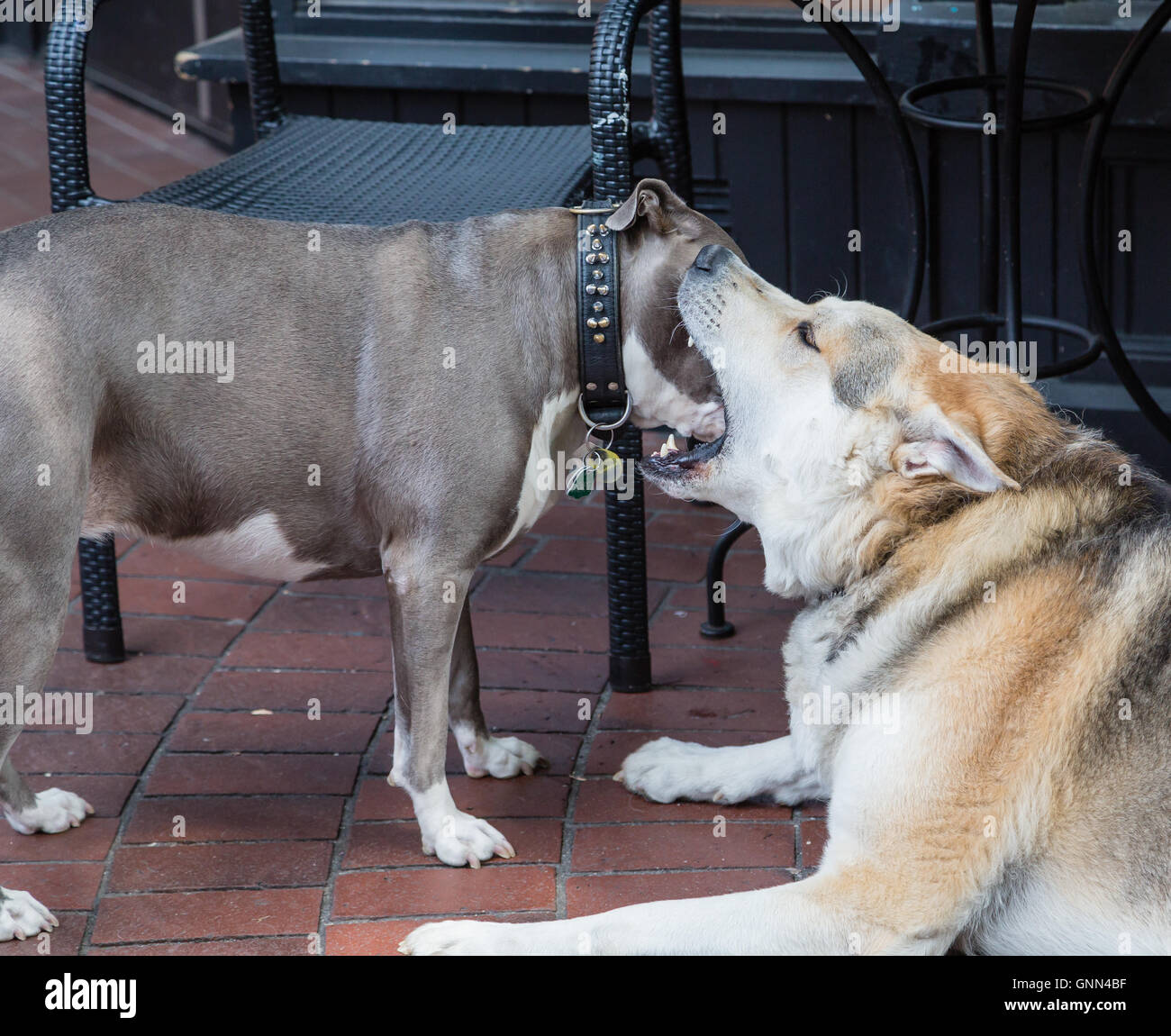 Un loup en train de jouer avec un pit-bull terrier Banque D'Images