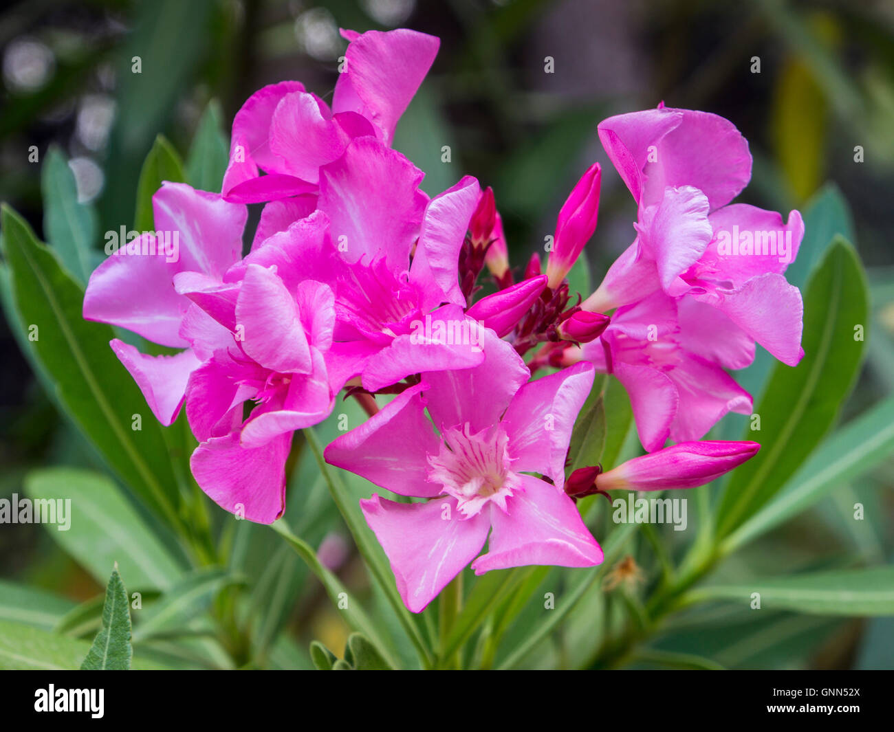 Fleur De Laurier Rose Nerium Oleander Parc Naturel De La