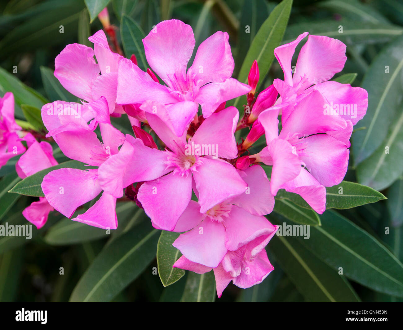 Fleur De Laurier Rose Nerium Oleander Parc Naturel De La