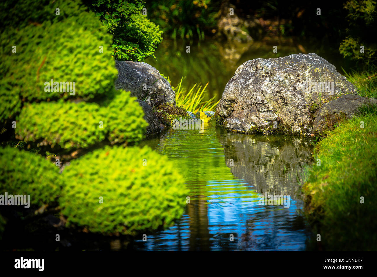 Bain d'Oiseau jaune Banque D'Images