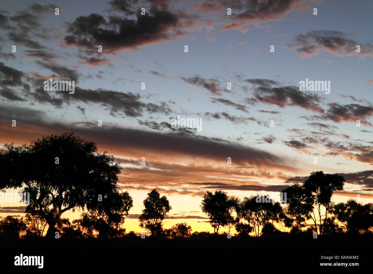 La silhouette des arbres dans l'Outback australien - Australie Banque D'Images