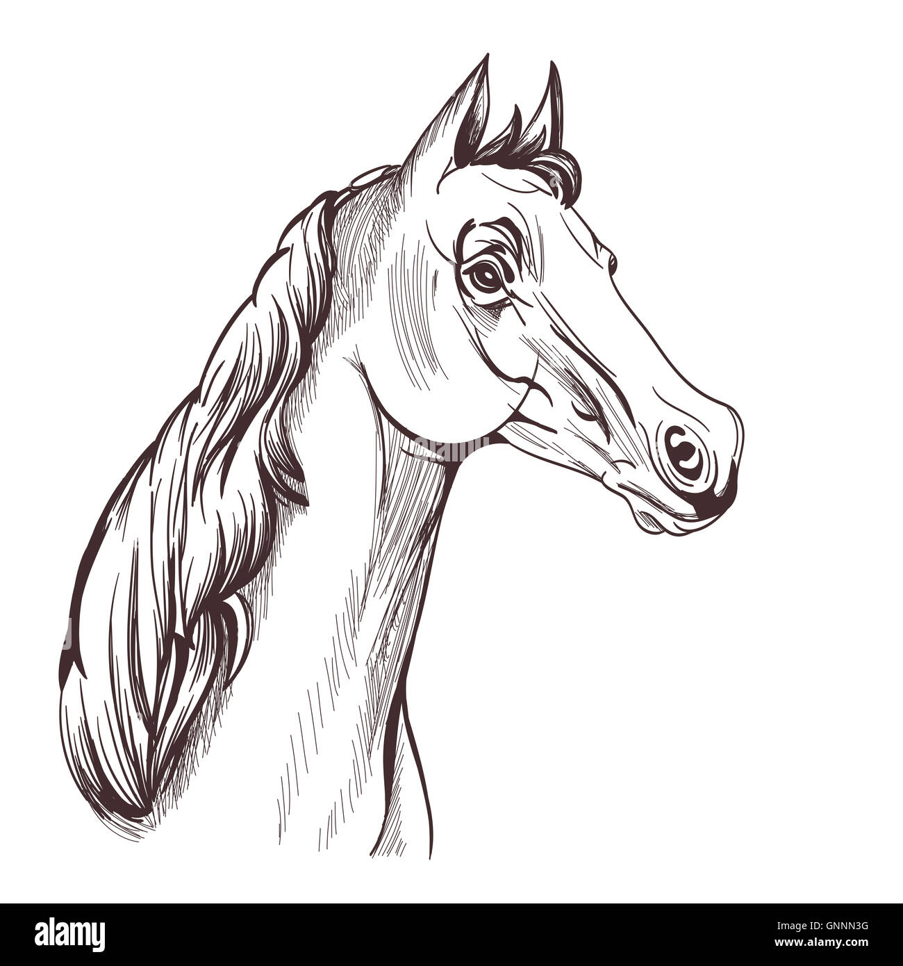 Tête de cheval blanc sur le dessin vectoriel. Banque D'Images