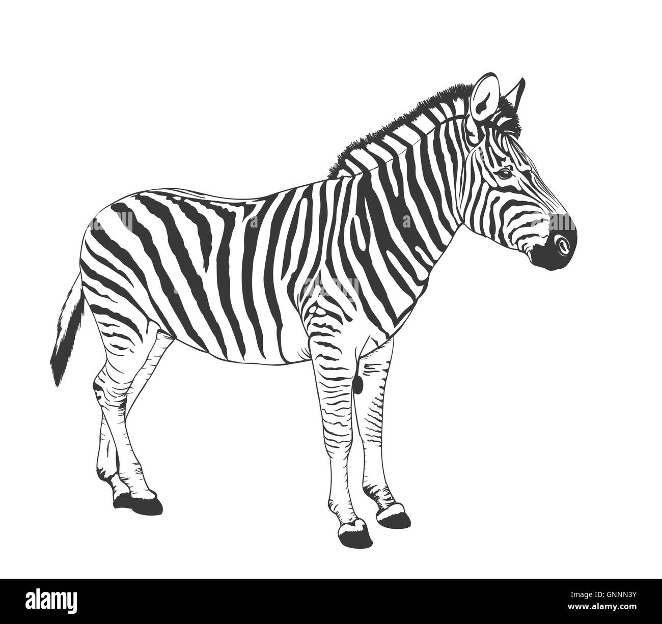 Zebra dessin silhouette Banque D'Images