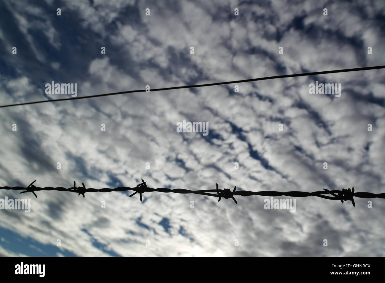 Barbwire / Barb Wire avec ciel et fond de nuage Banque D'Images