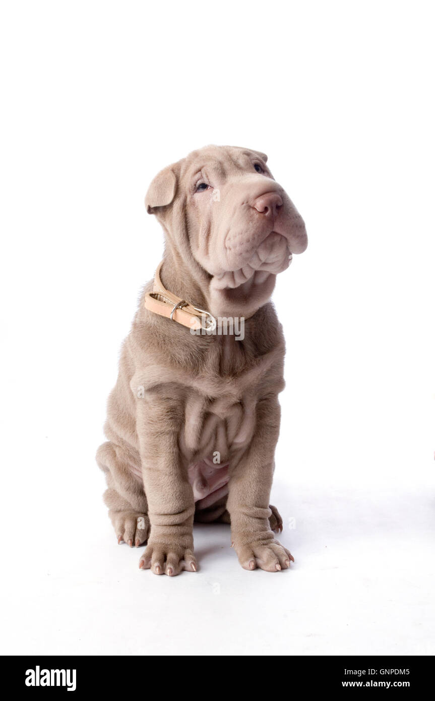 Chinese Shar Pei puppy dog Banque D'Images