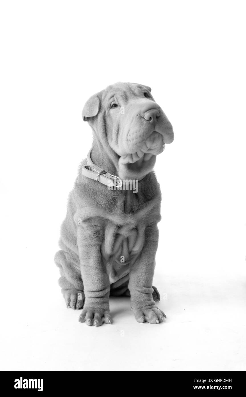 Chinese Shar Pei puppy dog Banque D'Images