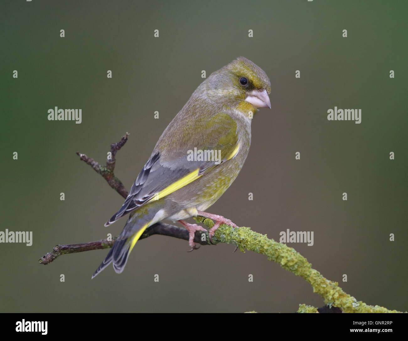 Green finch (Carduelis chloris) sur une branche,hiver,Pays de Galles Banque D'Images