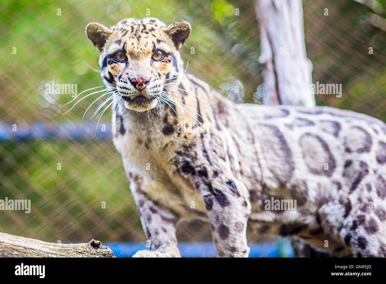 Chat-léopard zoo en Thaïlande Banque D'Images