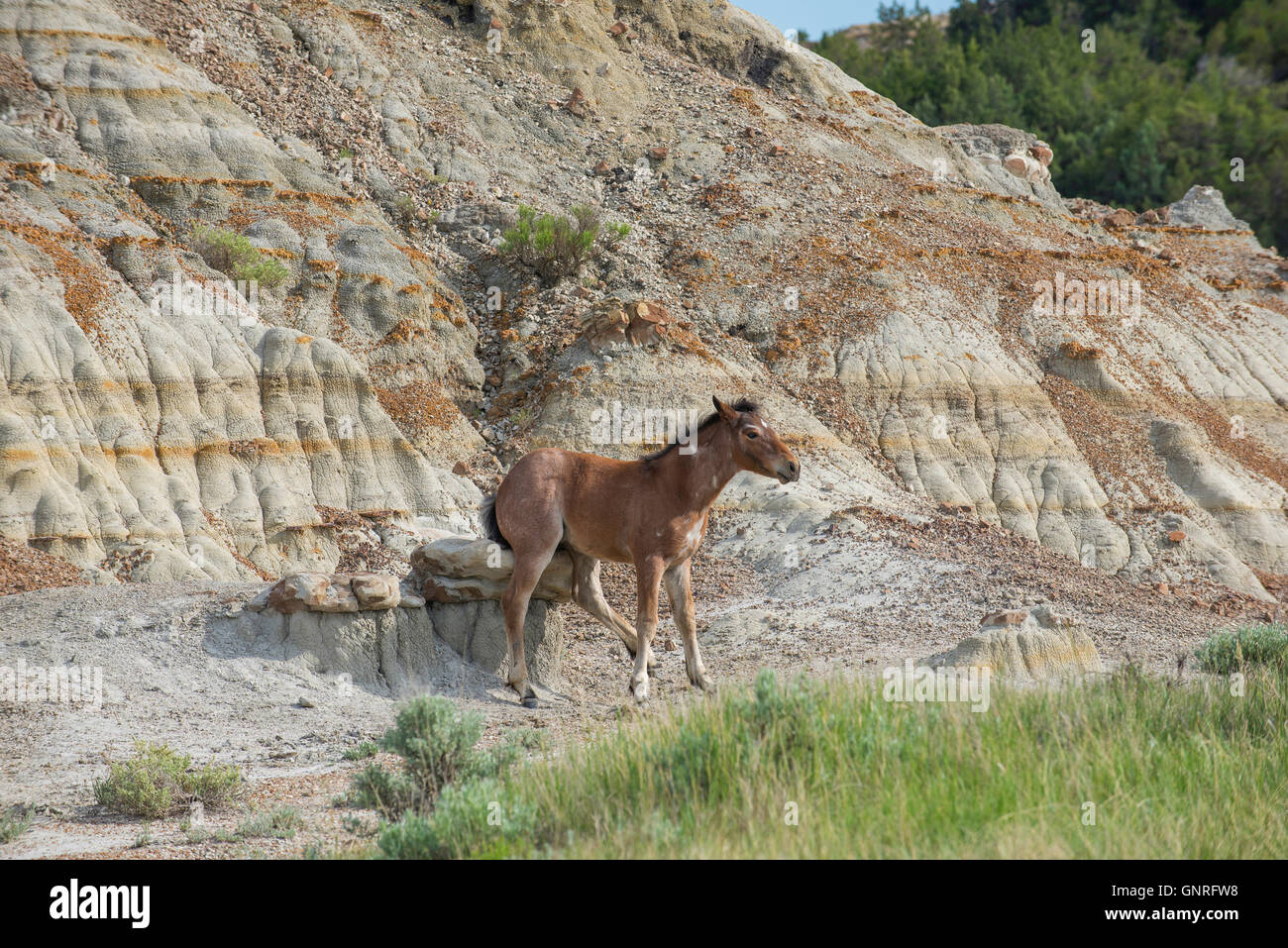 Wild Horse (Equs ferus), poulain de frotter sur le grès rock, ouest de l'Amérique du Nord Banque D'Images