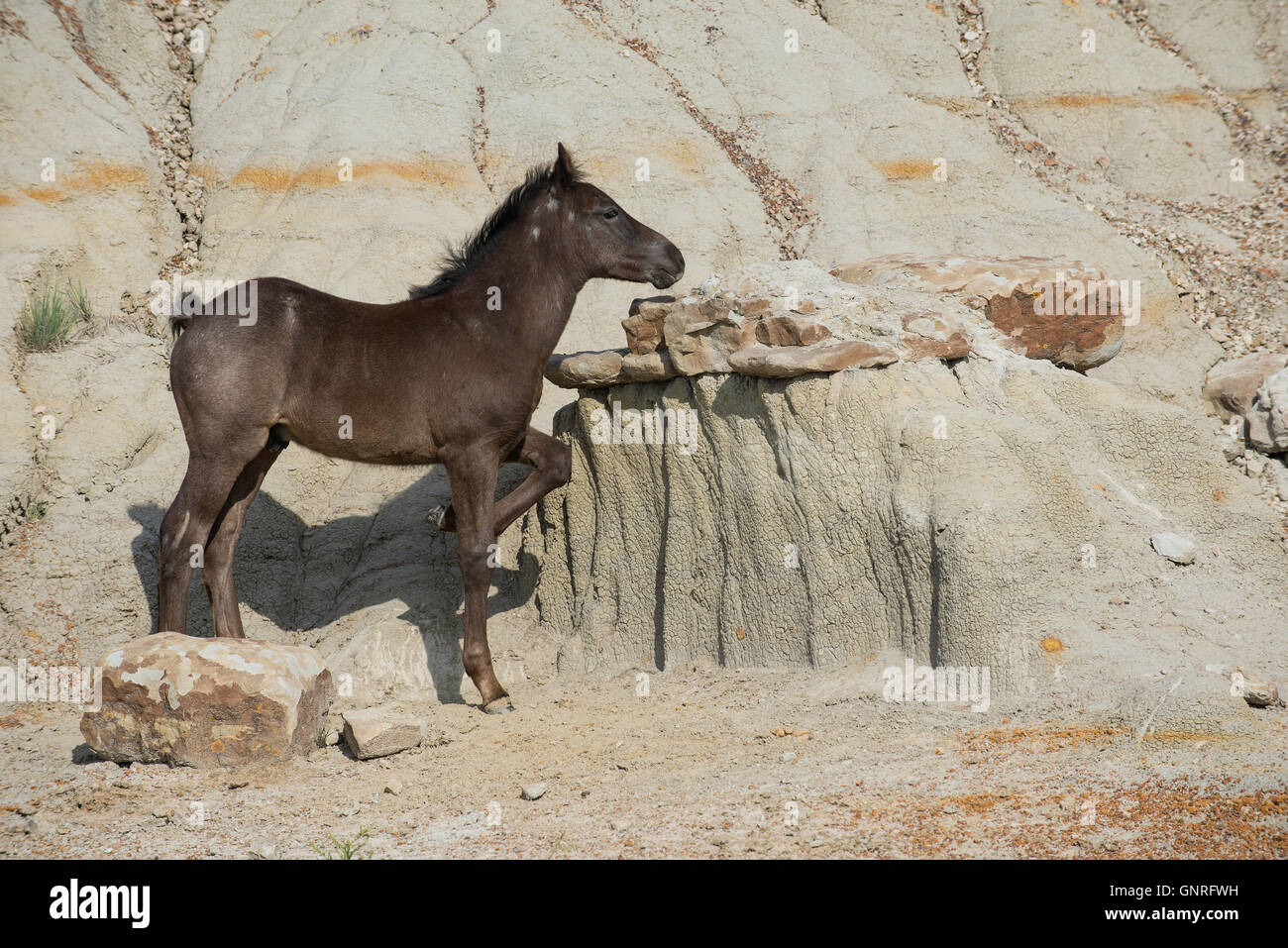 Wild Horse (Equs ferus), Colt, frotte et lécher le sol pour les minéraux, Feral, Theodore Roosevelt National Park, N. Dakota, USA Banque D'Images