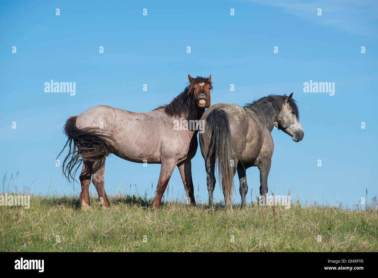 Paire de chevaux sauvages (Equs ferus), Mustang, Feral, braire,Parc National Theodore Roosevelt, Dakota du Nord, Ouest de NA Banque D'Images