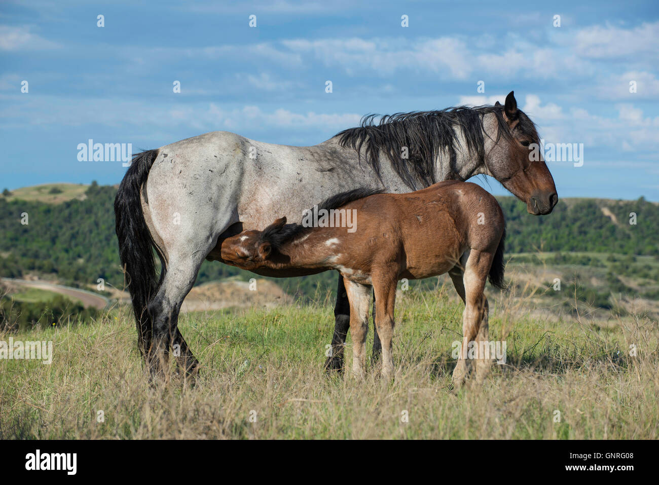 Les chevaux sauvages, (Equs ferus), Mustang, soins infirmiers mère poulain,Parc National Theodore Roosevelt, Badlands, N. Dakota USA Banque D'Images