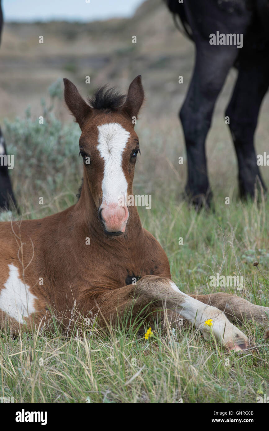 Wild Horse (Equs ferus), de la mère et de l'ânon, le repos, l'ouest de l'Amérique du Nord Banque D'Images